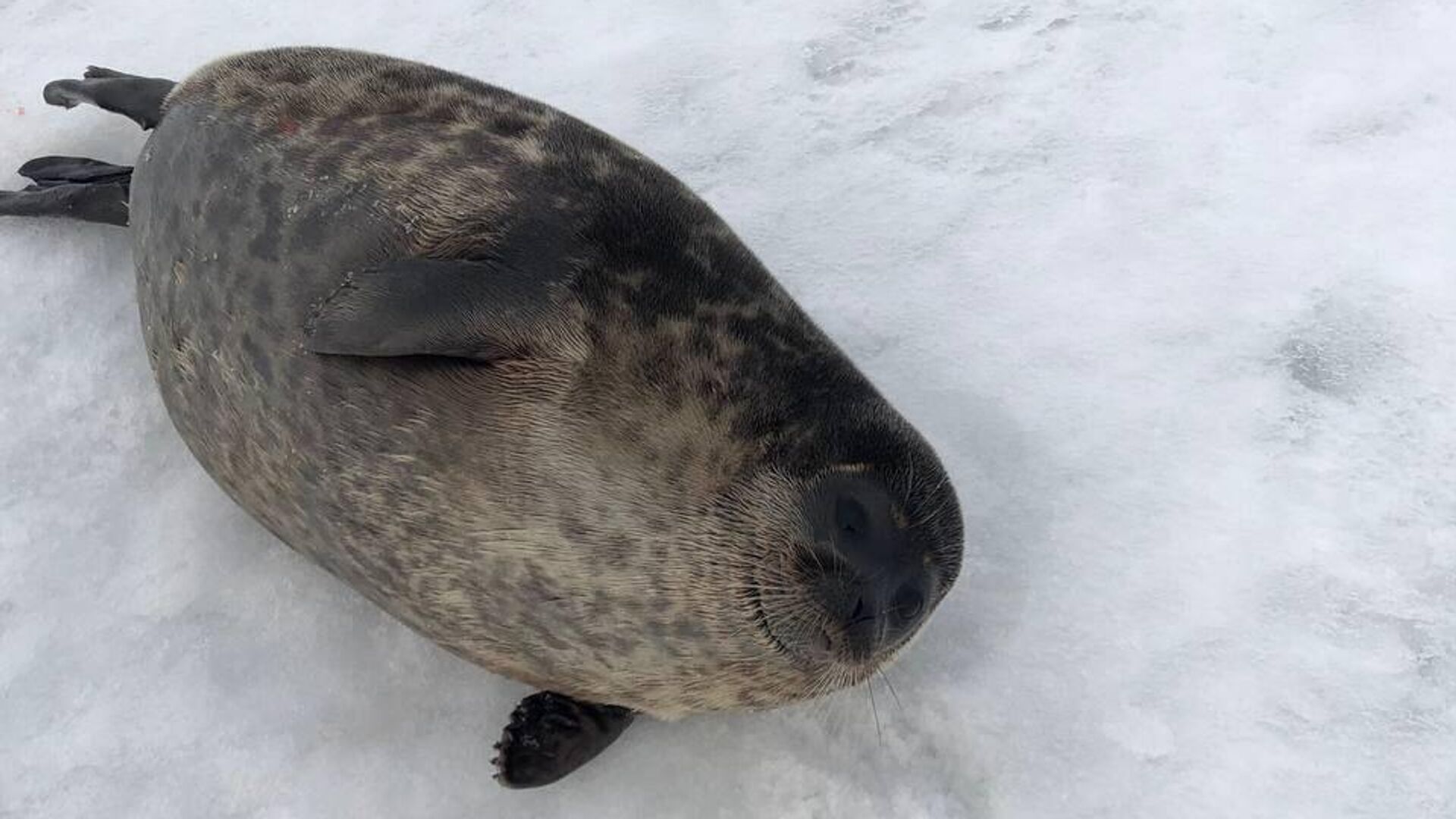 Спасатели Северодвинска Архангельской области помогли нерпе выйти к открытой воде - РИА Новости, 1920, 12.04.2023
