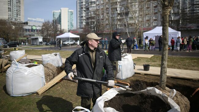 Высадка крупномерных деревьев в рамках общегородского субботника в Москве