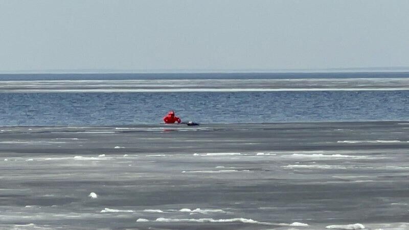 Тюленя спасли со льдины на северо-западе Петербурга - РИА Новости, 1920, 16.04.2023