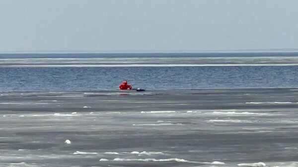 Тюленя спасли со льдины на северо-западе Петербурга