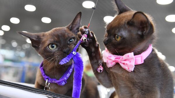 Кошки породы бурма на выставке КоШарики Шоу в Москве