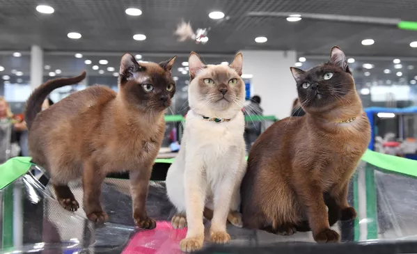Кошки тонкинской породы (тонкинез) на выставке КоШарики Шоу в Москве