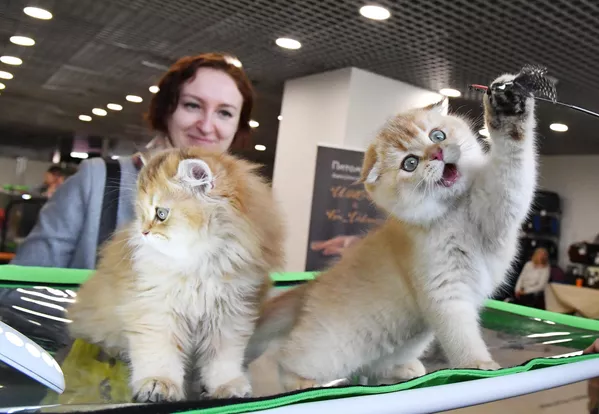 Слева направо: котенок породы скоттиш-фолд (шотландская вислоухая) и котенок породы хайленд-страйт (шотландская прямоухая длинношерстная) на выставке КоШарики Шоу в Москве