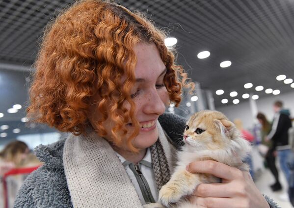 Девушка обнимает котенка породы скоттиш-фолд (шотландская вислоухая) на выставке КоШарики Шоу в Москве