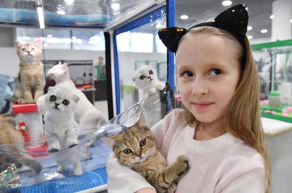 Девочка обнимает котенка породы скоттиш-страйт (шотландская прямоухая) на выставке КоШарики Шоу в Москве