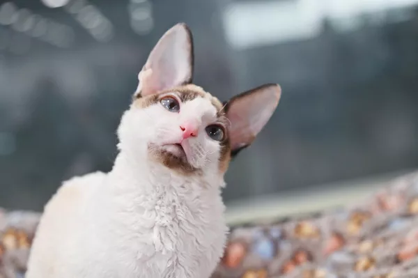 Кошка породы корниш-рекс на выставке КоШарики Шоу в Москве