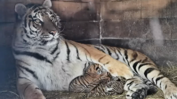 Тигрица Багира с новорожденными котятами