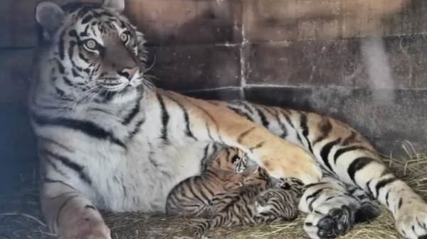 Тигрица Багира с новорожденными котятами