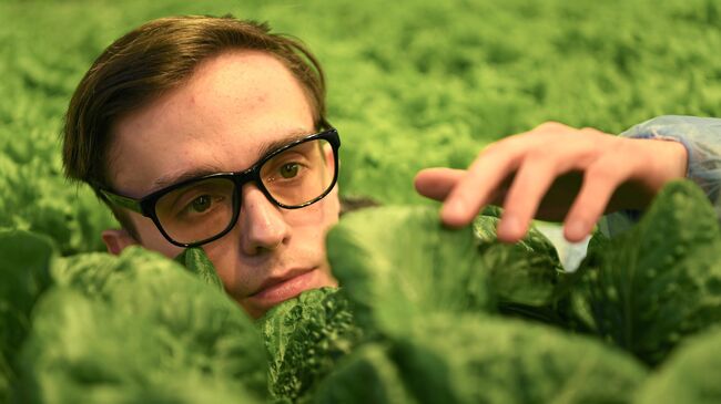 Выращивание салата