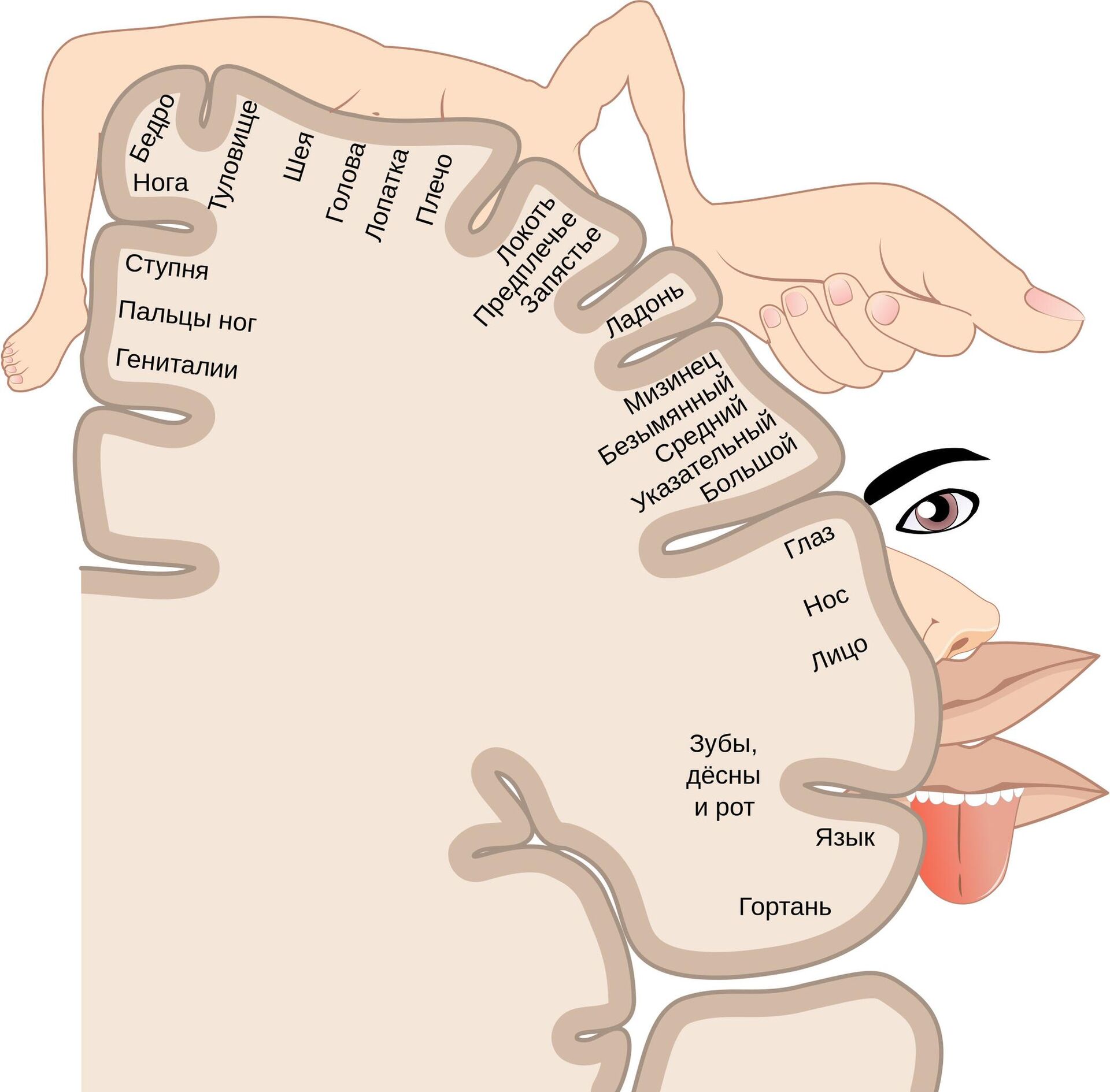 Карта двигательных областей мозга Пенфилда - РИА Новости, 1920, 21.04.2023