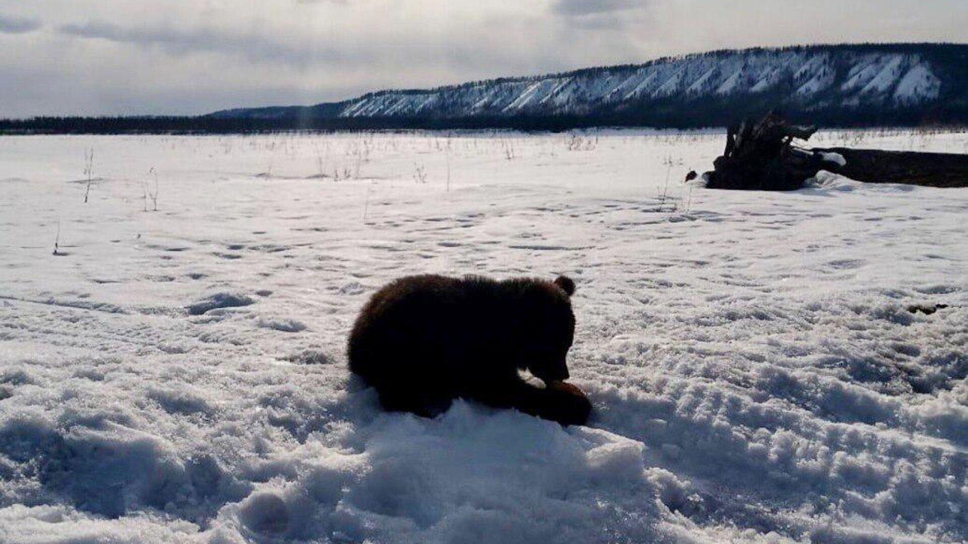 Медвежонок, найденный на обочине дороги в Якутии - РИА Новости, 1920, 20.04.2023