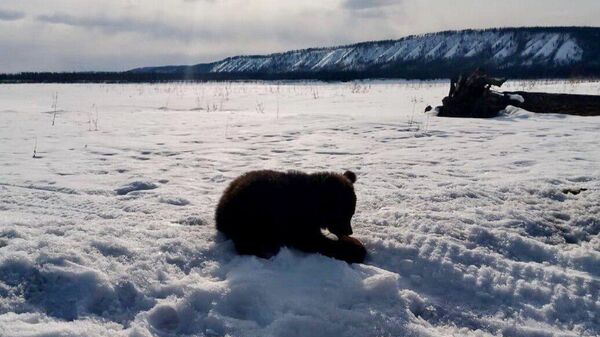 Медвежонок, найденный на обочине дороги в Якутии