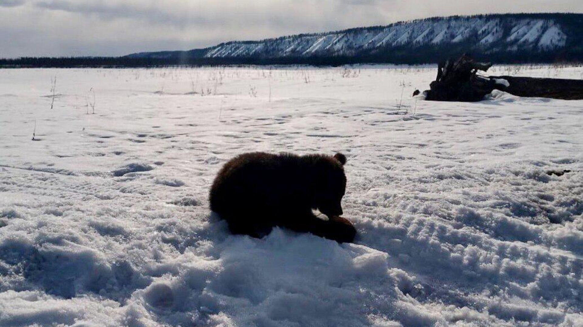 Медвежонок, найденный на обочине дороги в Якутии - РИА Новости, 1920, 20.04.2023
