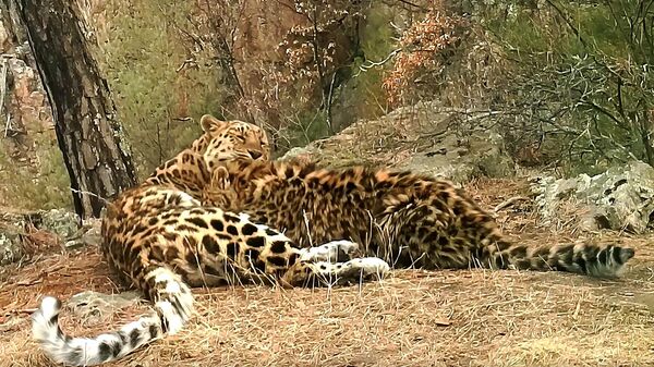 Кадр видео, опубликованного пресс-службой парка Земля леопарда