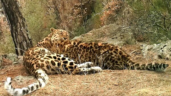 Кадр видео, опубликованного пресс-службой парка Земля леопарда