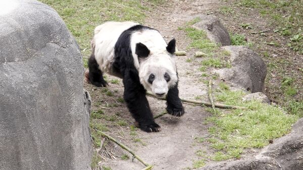Большая панда по кличке Я Я в зоопарке Мемфиса