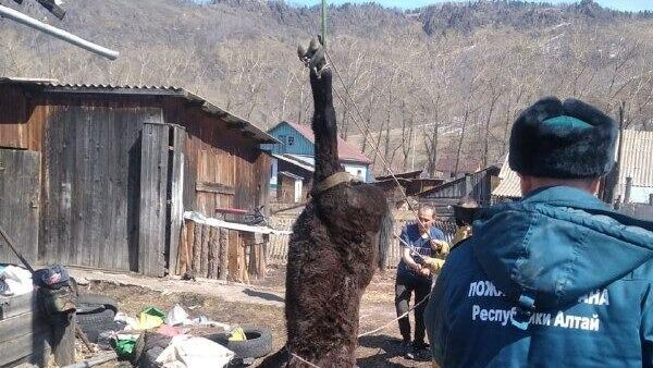 Пожарные вытащили лошадь из глубокого колодца в Республике Алтай