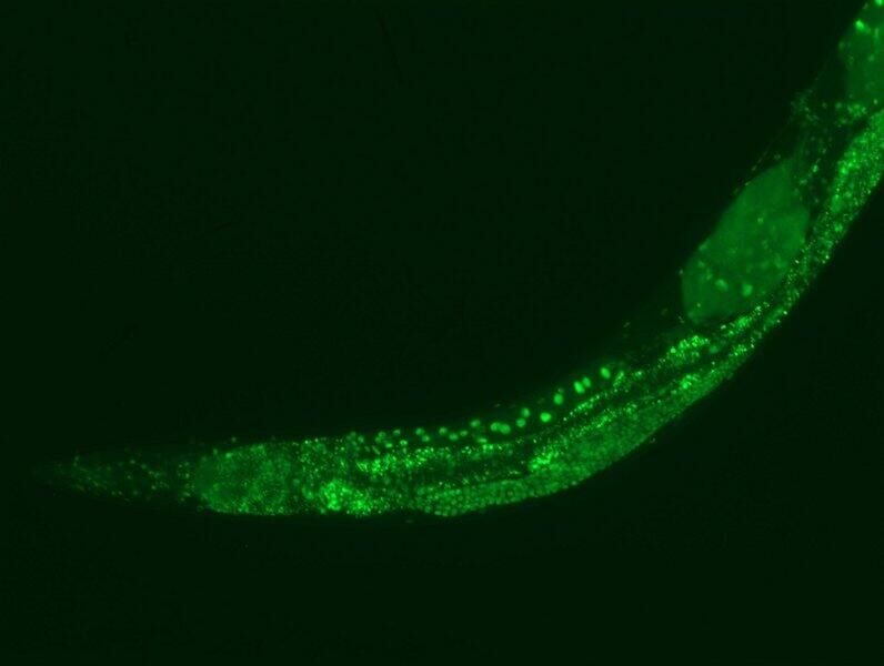 Экспрессия гена PSME3 в нейронах и кишечнике нематод (зеленым). Низкие температуры активируют механизм клеточного очищения, который разрушает дефектные скопления белков - РИА Новости, 1920, 27.04.2023