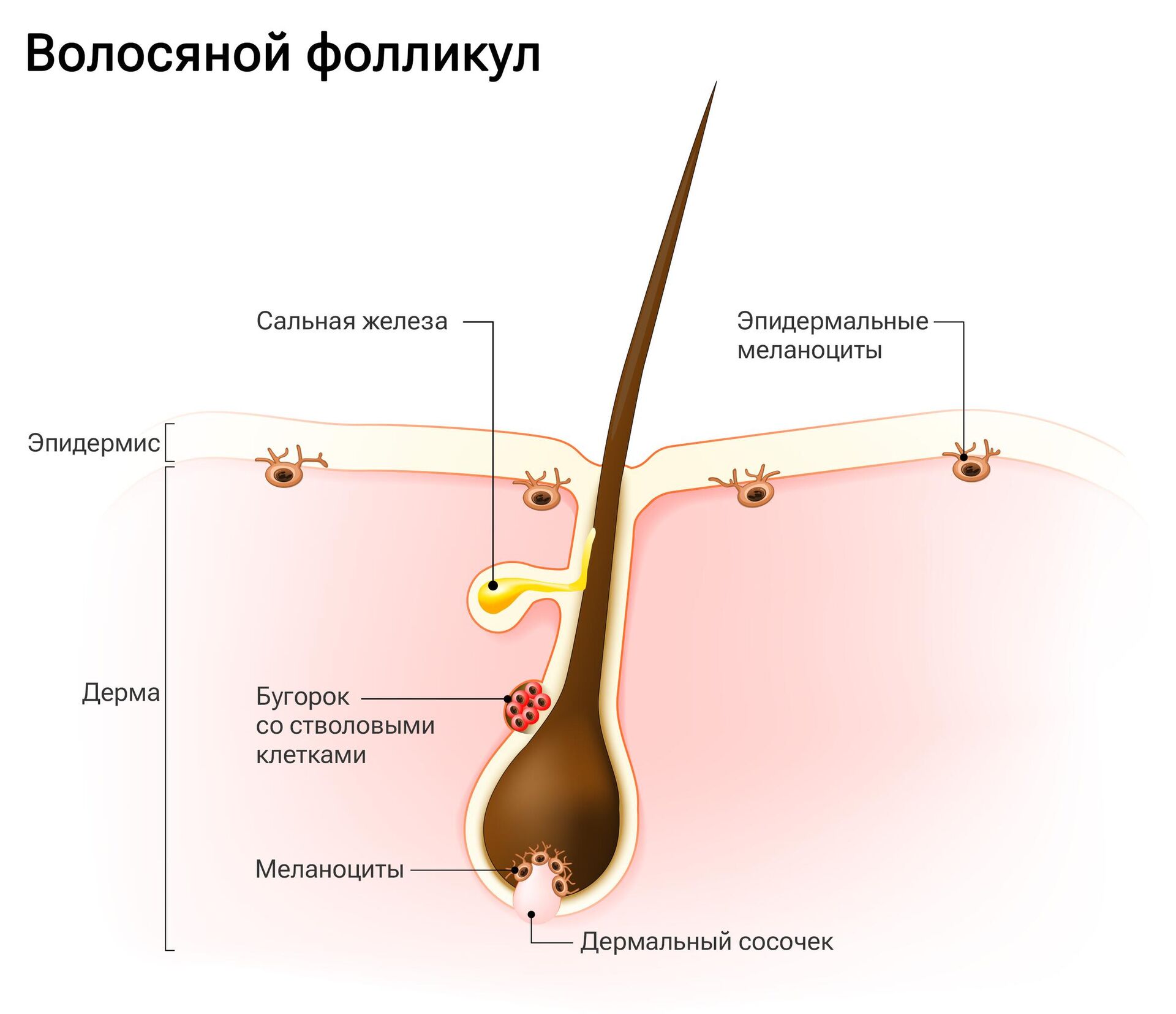 Волосяной фолликул - РИА Новости, 1920, 28.04.2023