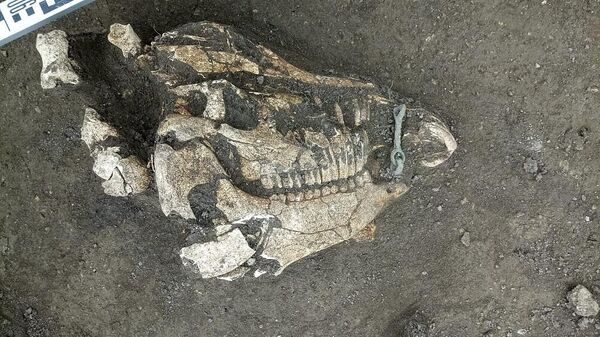  Анапе археологи ведут раскопки древнего захоронения раннего железного века