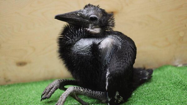В Новосибирском зоопарке впервые получено потомство от абиссинского рогатого ворона