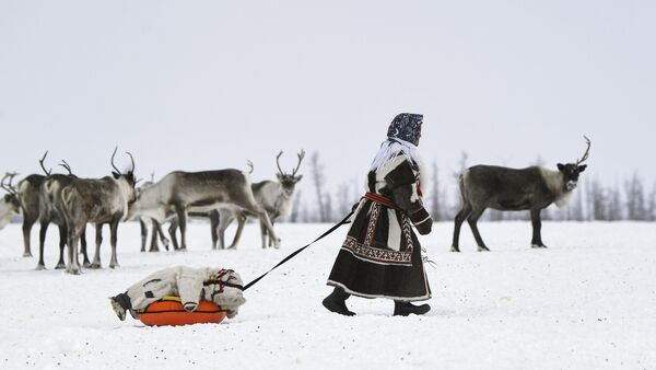 Этностойбище оленеводов Харп в окрестностях Дудинки в Красноярском крае. Жители Харпа ведут традиционный образ жизни и постоянно перемещаются, кочуют на 30-50 и более км от Дудинки Этностойбище оленеводов Харп в окрестностях Дудинки в Красноярском крае. Жители Харпа ведут традиционный образ жизни и постоянно перемещаются, кочуют на 30-50 и более км от Дудинки