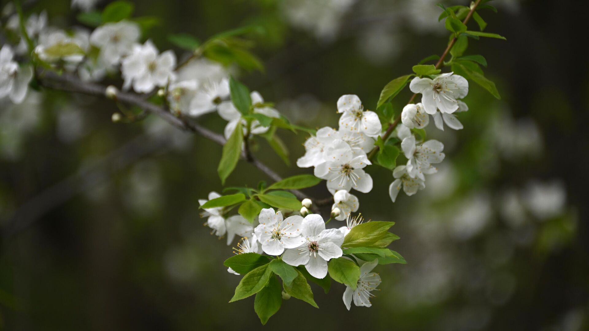 Цветущая яблоня в Ботаническом саду МГУ - РИА Новости, 1920, 18.03.2025