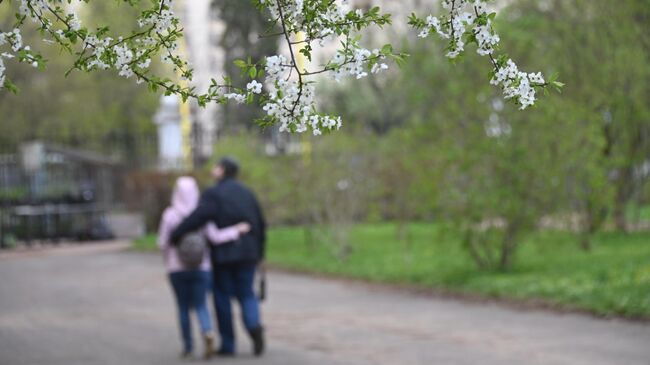 Цветущая вишня на Воробьевых горах в Москве