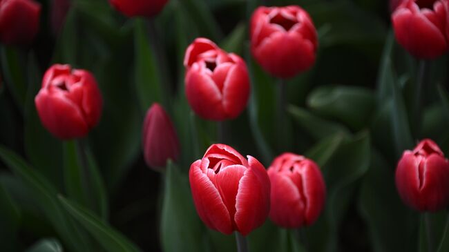 Цветущие тюльпаны