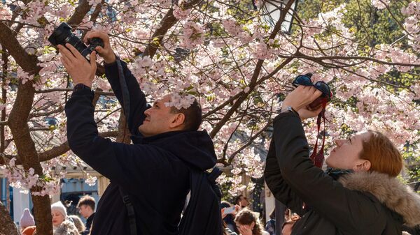 Люди фотографируют цветение сакуры в Саду дружбы в Санкт-Петербурге