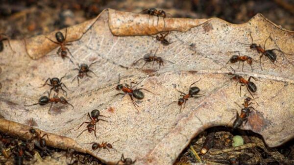 Краснокнижные лесные муравьи на природных территориях Москвы начали готовиться к появлению потомства