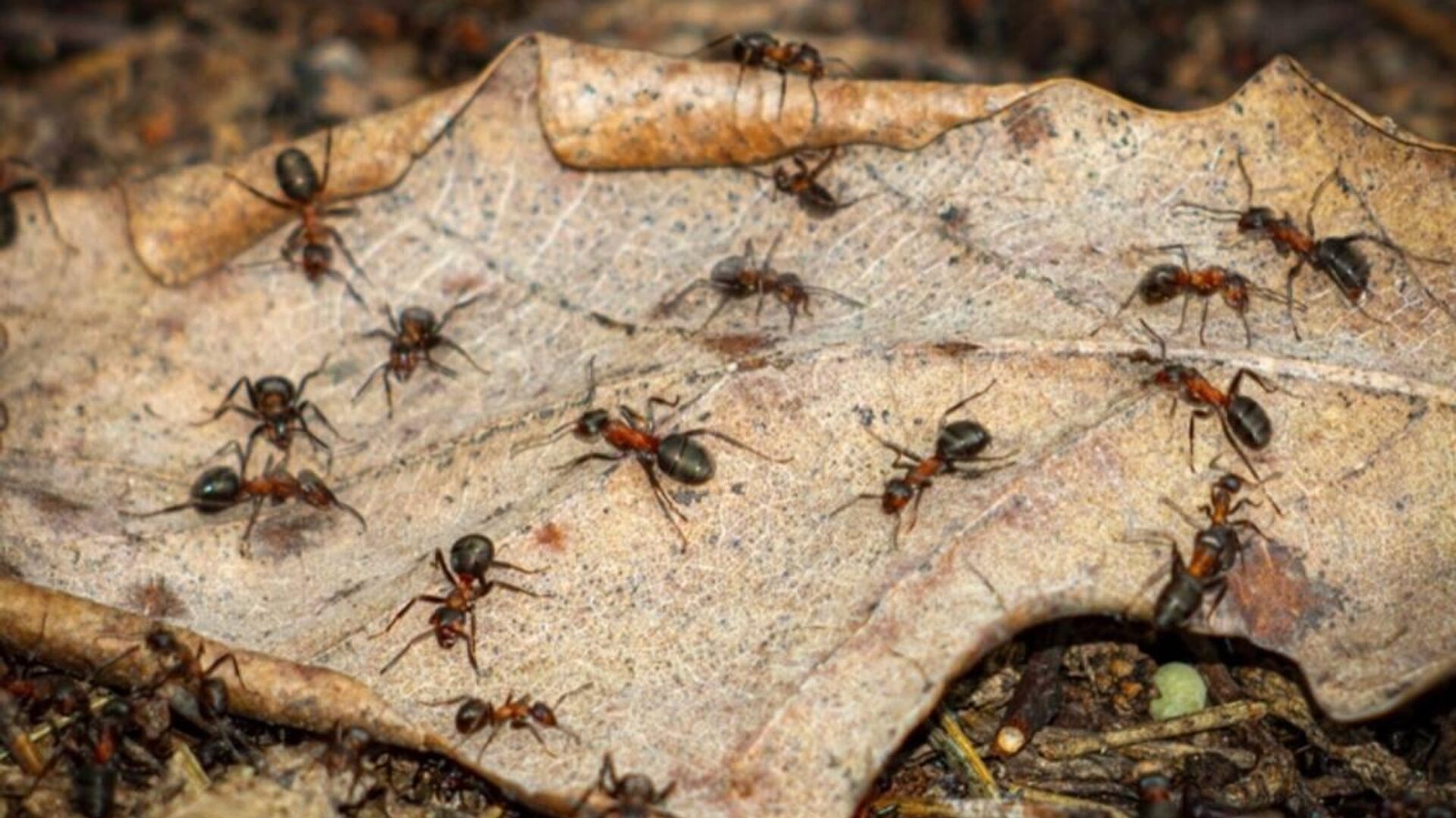 Краснокнижные лесные муравьи на природных территориях Москвы начали готовиться к появлению потомства - РИА Новости, 1920, 29.04.2023