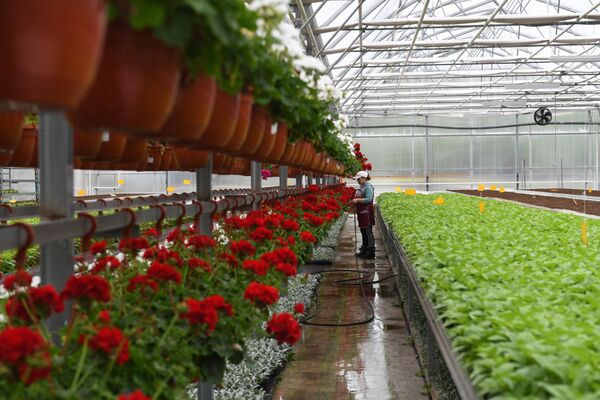 Выращивание цветов в тепличном комплексе питомника растений ГБУ Озеленение в Москве