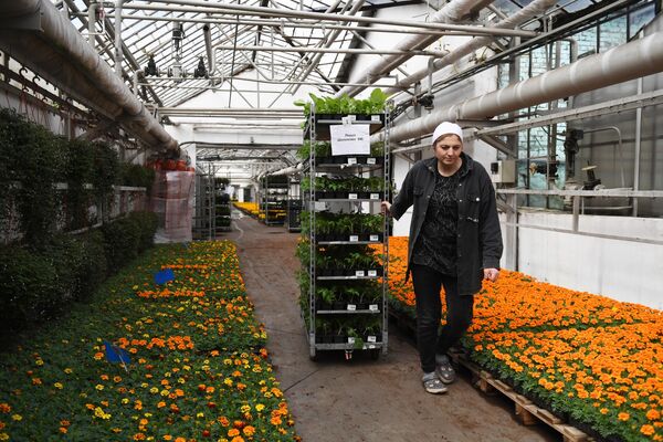 Выращивание цветов в тепличном комплексе питомника растений ГБУ Озеленение в Москве