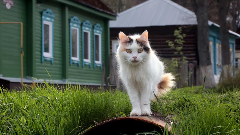 Кот на улице города Чекалин в Тульской области