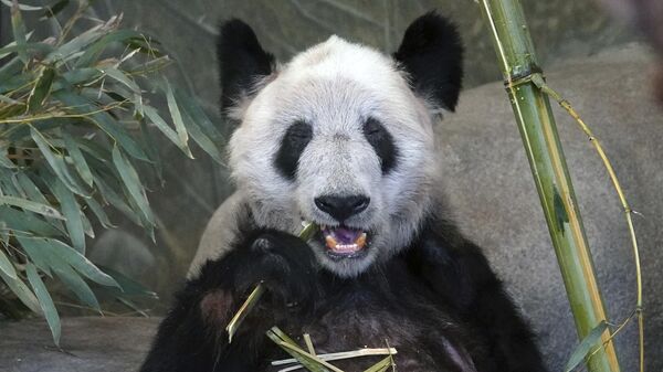 Большая панда по кличке Я-Я в зоопарке Мемфиса