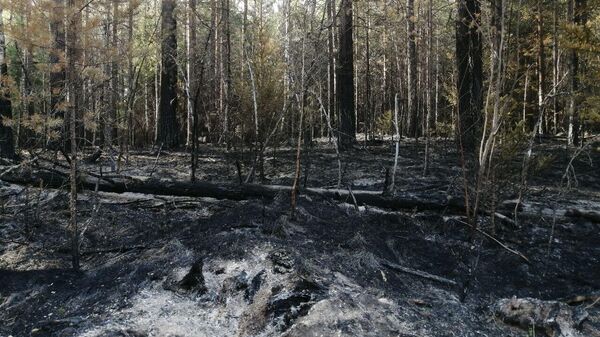 Последствия пожара в национальном парке Зигальга