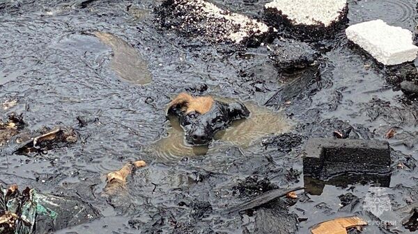Собака, почти утонувшая в мазуте на заброшенном заводе в ЕАО