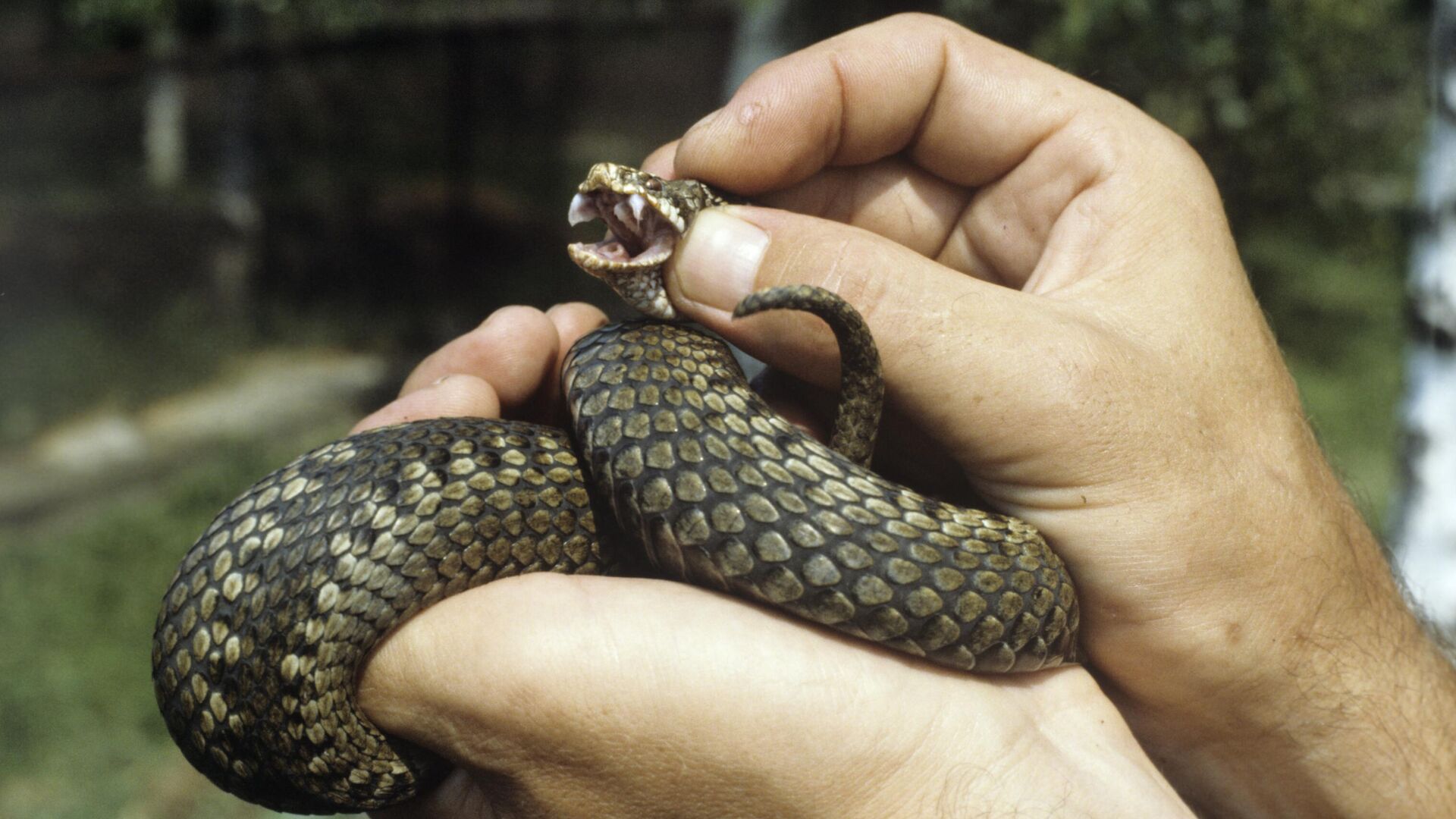 Основні правила забиття змії безпечно