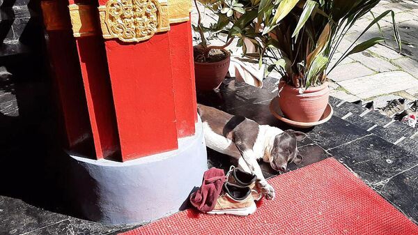 Собака у входа в буддийский  храм в Нурбулинке рядом с Дхарамсалой, где проходит конференция Сознание животных
