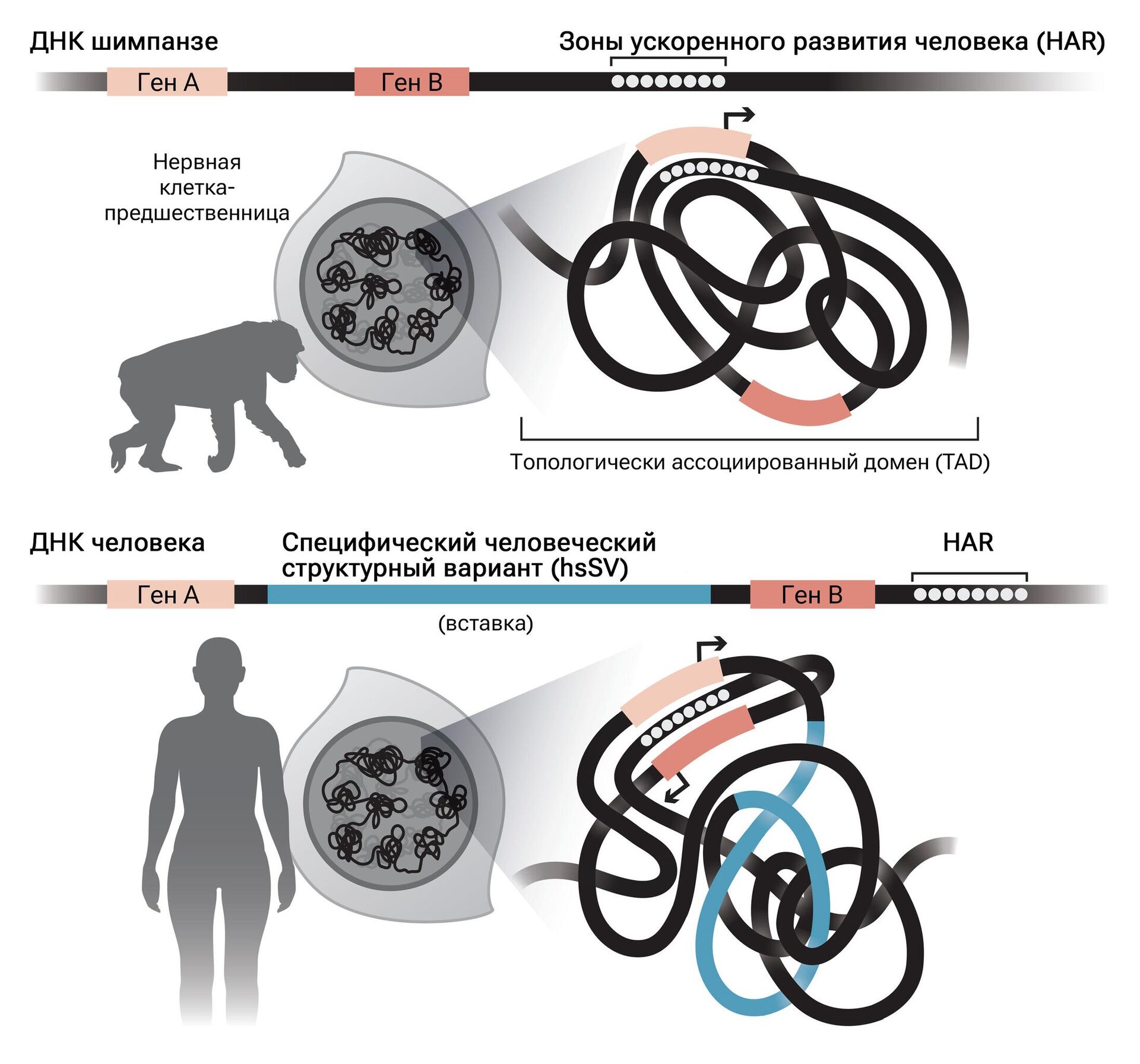 Расположение HAR в структуре ДНК шимпанзе и человека - РИА Новости, 1920, 11.05.2023