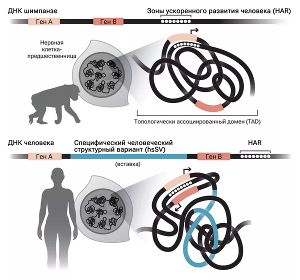 Расположение HAR в структуре ДНК шимпанзе и человека