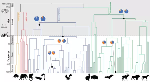 Дерево эволюции плацентарных млекопитающих