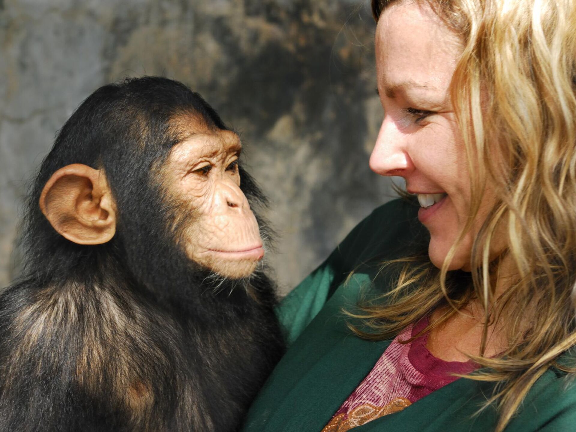Покажи человека обезьяну. Шимпанзе и человек. Девушка и обезьяна.