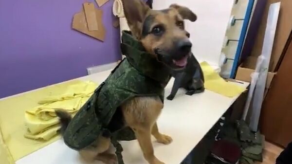 В Донецке создали противоосколочный жилет для собак в зоне СВО