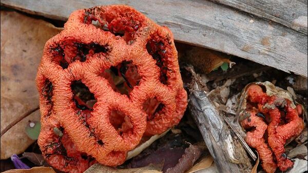 В Сочи предупредили о массовом произрастании краснокнижных ядовитых грибов
