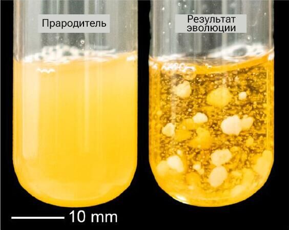 Эволюция Saccharomyces cerevisiae - РИА Новости, 1920, 16.05.2023