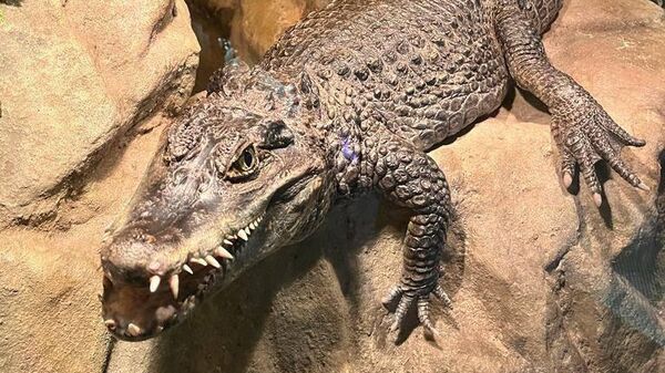 Крокодил, обнаруженный в одном из столичных клубов благодаря новому чат-боту для помощи диким животным Спаси сову
