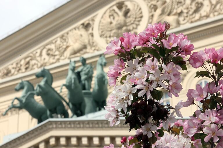 Цветение яблонь в сквере перед Большим театром в Москве