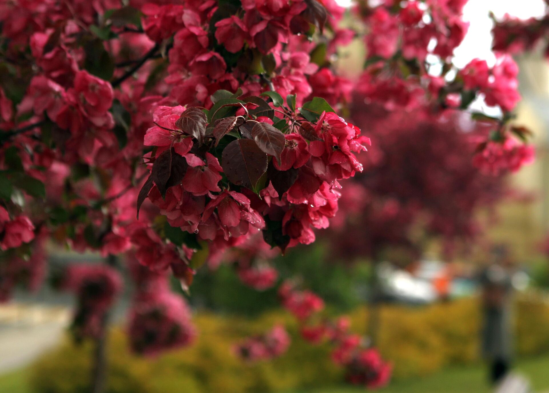 Цветущая яблоня на Хитровской площади Москвы - РИА Новости, 1920, 12.08.2025